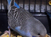 Budgies for sale mixed variety