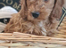 F1 Cockapoo