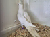 Young pair of Cockatiels