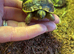 Mediterranean Spurthigh tortoises