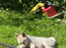 Loving homes needed Norwegian buhunds
