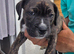 Border collie cross cane corso