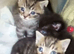 Gorgeous ORIENTAL BENGAL X ASIAN MAU KITTENS both parents can be seen