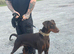 Beautiful family dobermanns *4 pups 1 girl 3 boys*