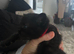 Kittens for sale