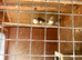 Canary’s wanted