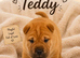 Shar pei bear coat puppy’s for sale