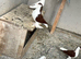 Lahore pigeons