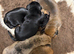 Miniature dachshunds - KC Registered