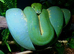 UKCB Green tree pythons
