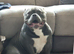 Jax the pocket bully