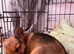 Girl left Jack Russell cross Pomeranian