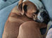 Winnie 2 year old older English bulldog