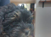 Beautiful yorkipoo puppy's