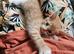 Kittens for sale