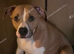 Staffy cross lab