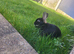 2 Mixed Breed Rabbits + Hutch and Small Run -