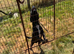 Patterdale X
