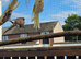 Young cockatiels