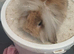 2 lionhead boys