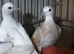 Barbary doves for sale