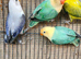 Turquoise opaline lovebirds for sale