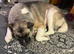 Akita female