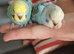 Two baby hens