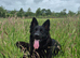 KC Black gsd