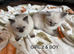 Gorgeous ragdolls kittens for sale