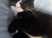 Female cat &pound;20