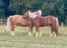 Stunning 14.3 chestnut gelding , supersafe 3 1/2 yr old