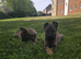 German shepherd puppies