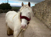 12.2 cob mare 6 years old child and novice safe