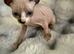 sphynx cannadian kittens