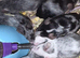Merle mice breeding colony