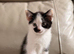 Kittens for sale