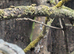 1 male and 3 female group of giant day geckos