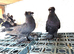 Double crested trumpeters Pairs for sale