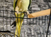 Aleksandrine talking parrot with cage