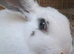 White and gray eared giant mix