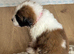 Saint Bernard Puppies For Sale