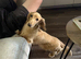 Cream long haired dachshund