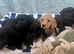 Stunning labs ready now