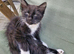 Kittens for sale, ready on the 22nd September