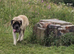 English mastiff