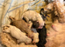 2 Cockapoo puppies ready to go