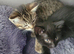Two beautiful kittens are looking for a new home