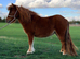 Very small miniature Shetland mare.