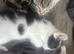3 kittens for sale